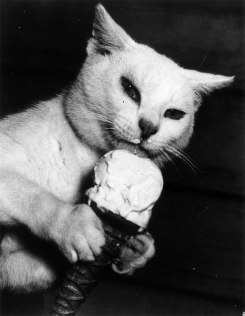 Illustration for article titled There's Nothing Photographers Love More Than People Eating Ice Cream